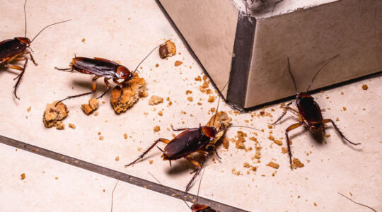 invasions d'insectes