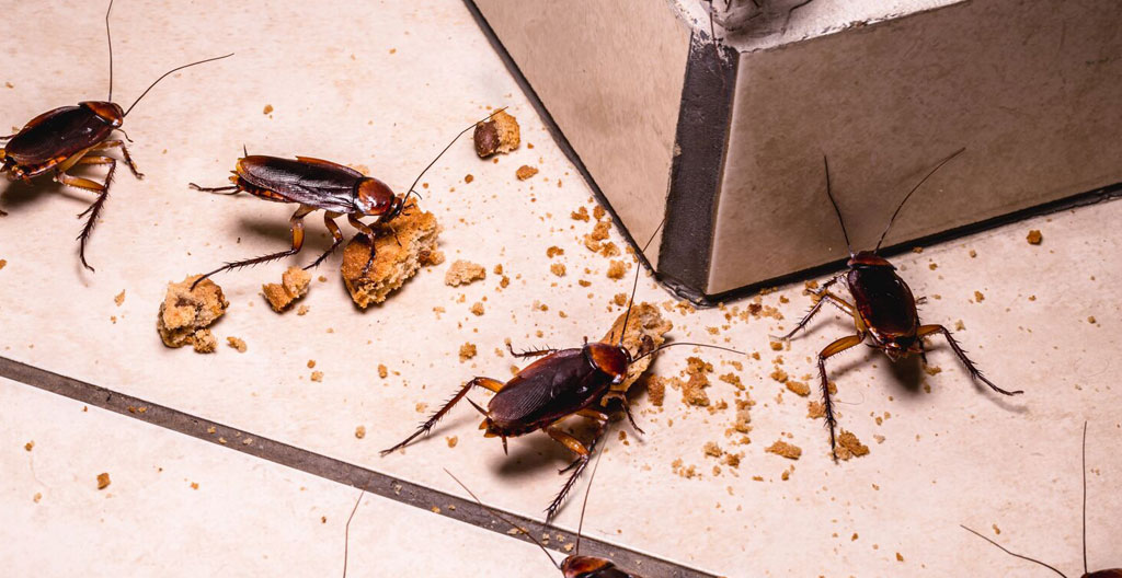 invasions d'insectes