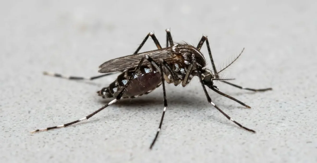 Macro photographique extrême d'un moustique tigre posé sur une surface contemporaine claire avec un arrière-plan artistiquement flouté